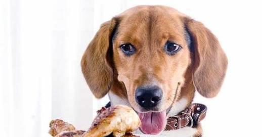 五年相伴，方悟真諦 讓愛犬更健康的科學養狗法則