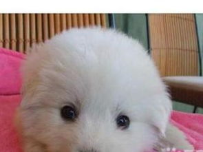 深圳純種大白熊幼犬轉讓，精心養育公母可選