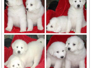 王者風范，品質之選——雙血統大白熊犬基地直銷