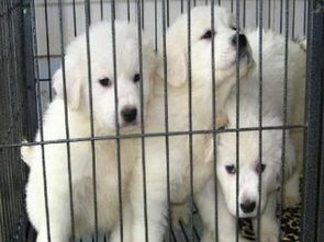 成都專業犬舍出售健康三月齡大白熊幼犬，公母齊全并附健康保障協議
