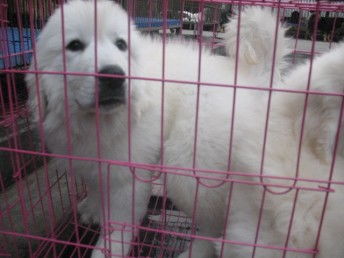 圖 純種巨型大白熊幼犬終身品質(zhì)保障品相佳健康簽協(xié)議 深圳寵物狗